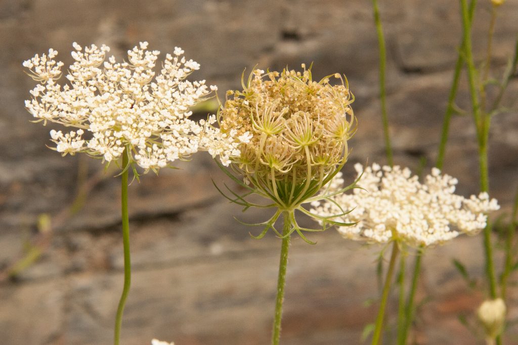 Queen Anne's Lace