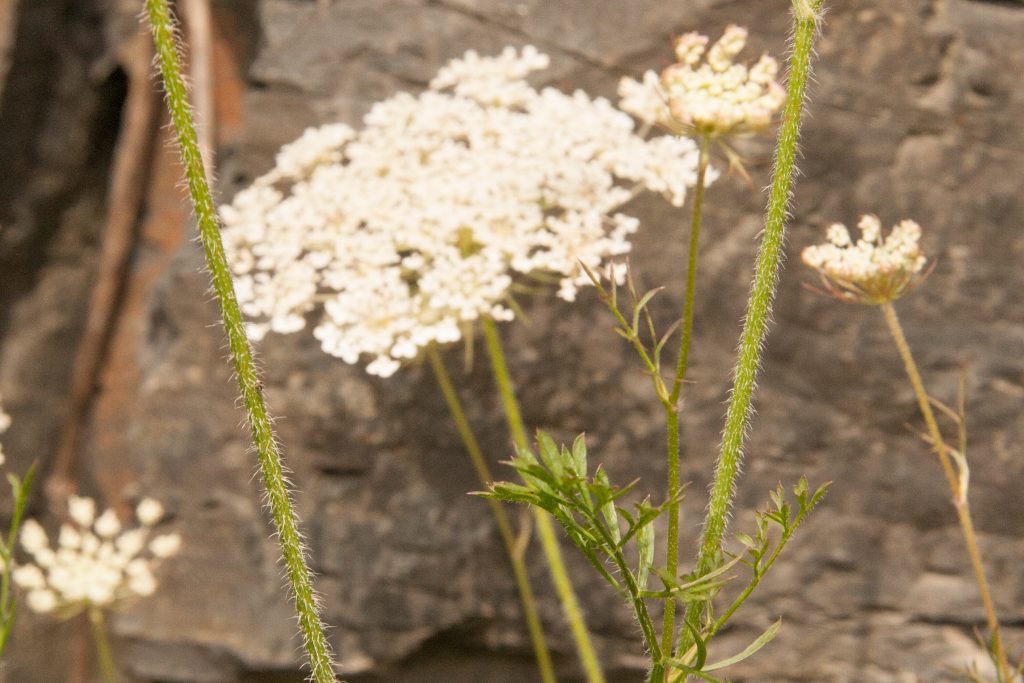 Queen Anne's Lace