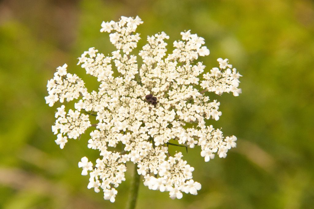 Queen Anne's Lace