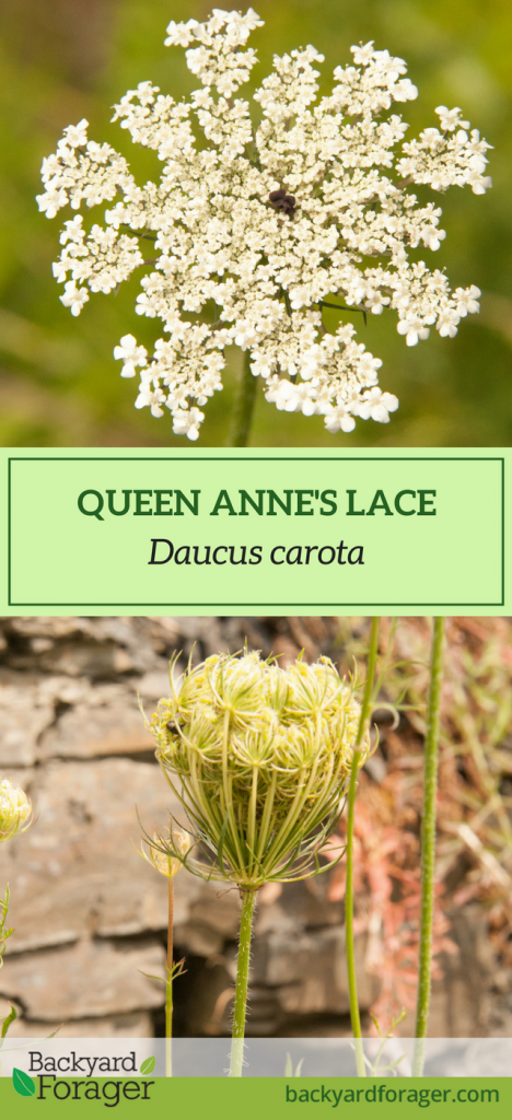 Queen Anne's Lace