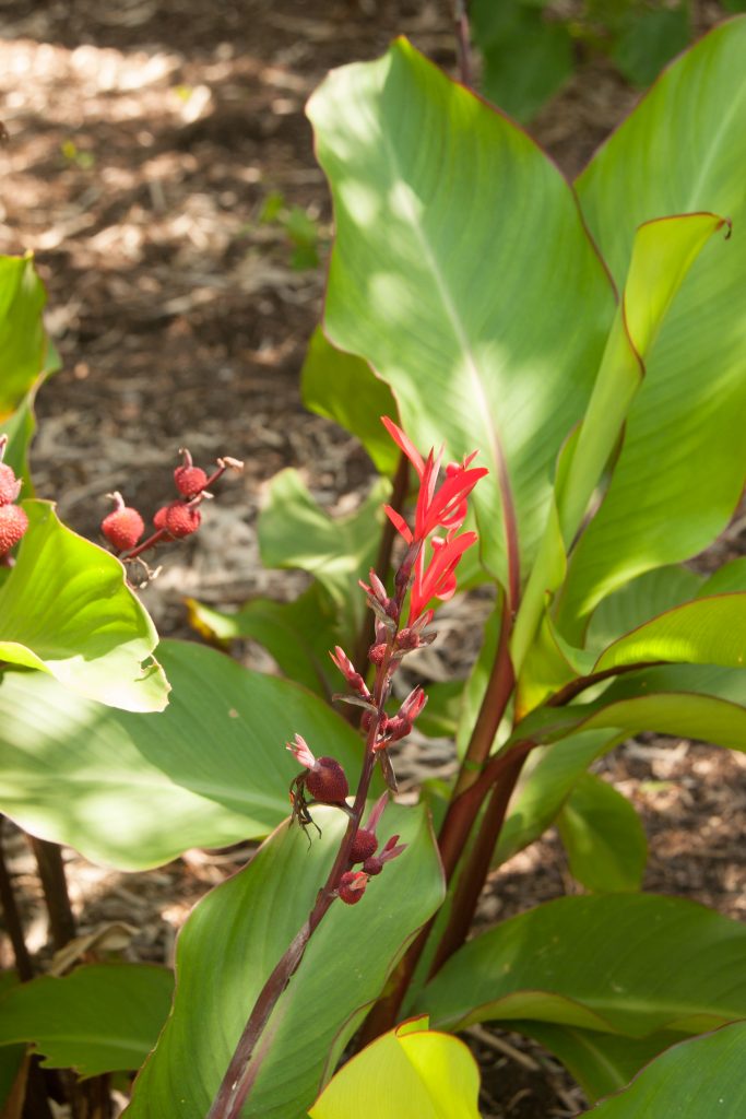 Canna edulis