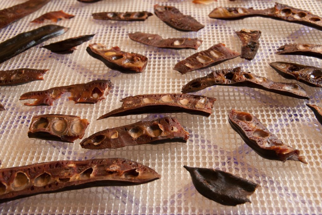 drying carob pods