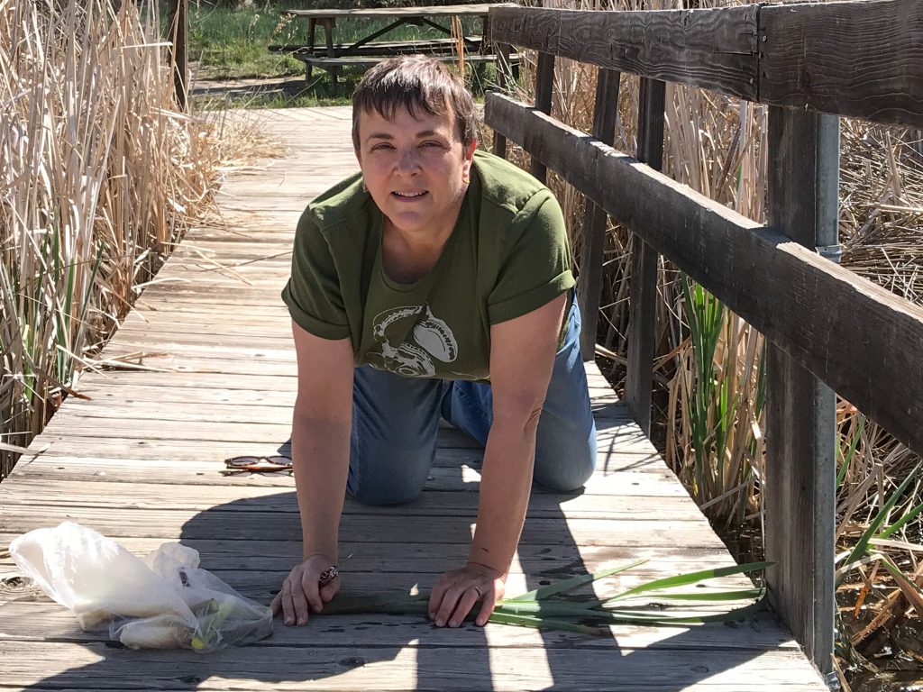 foraging cattails