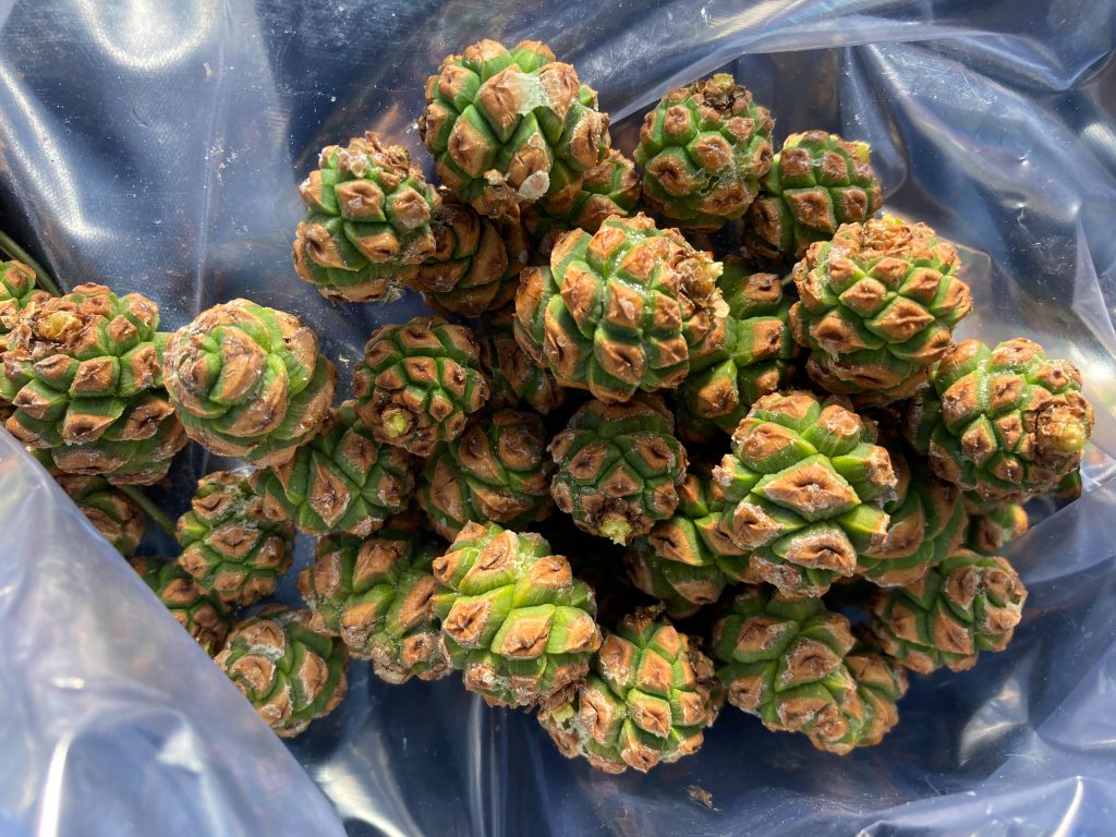 immature pinon pine cones