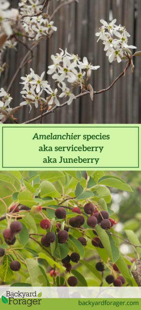 serviceberry