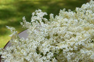 forager