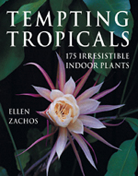 Tempting Tropicals