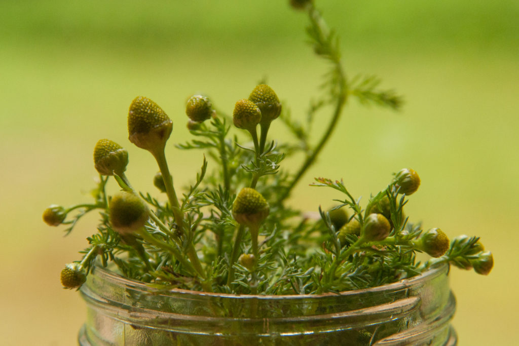 pineapple weed