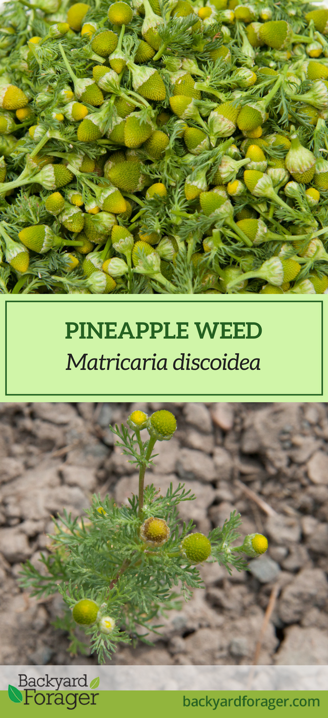 pineapple weed