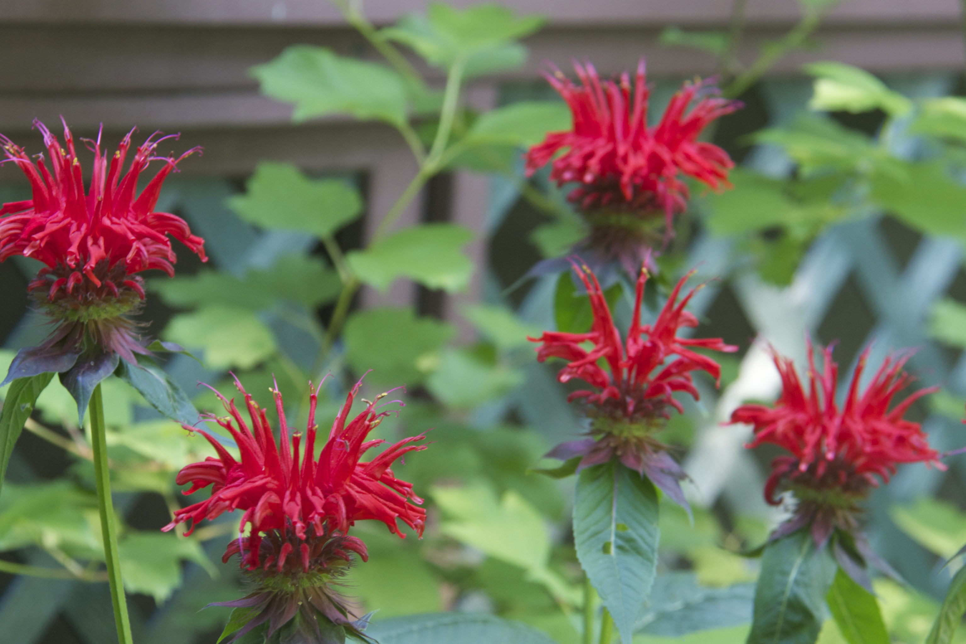 Bee Balm: Your New Favorite Herb