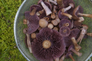 wild mushrooms