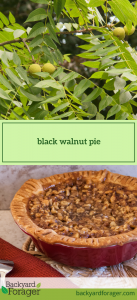 black walnut pie