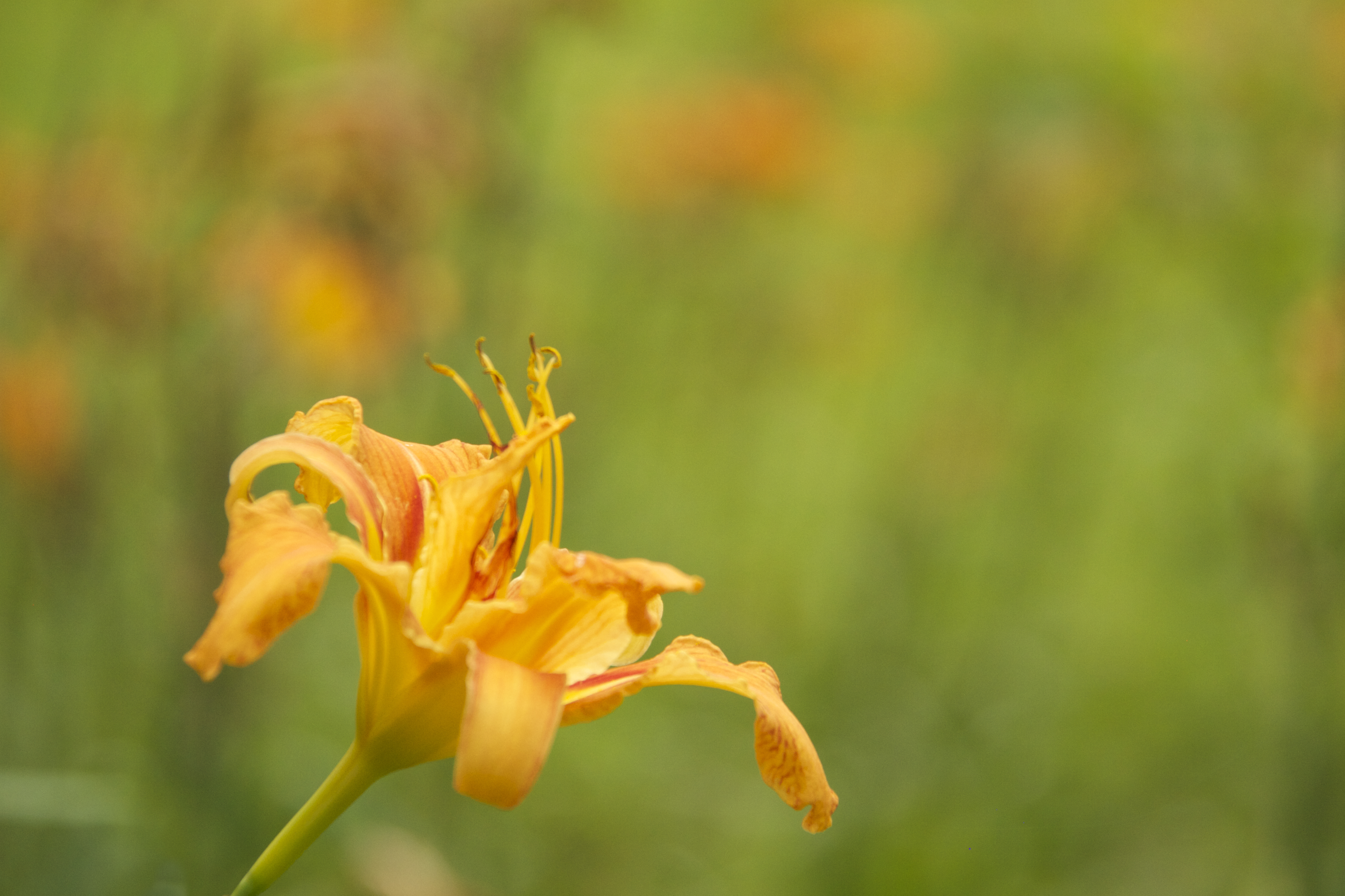You’ll Never Starve if You Have Daylilies