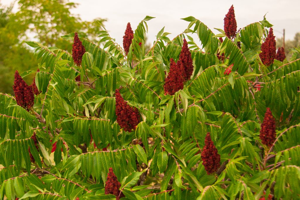 ripe sumac berries