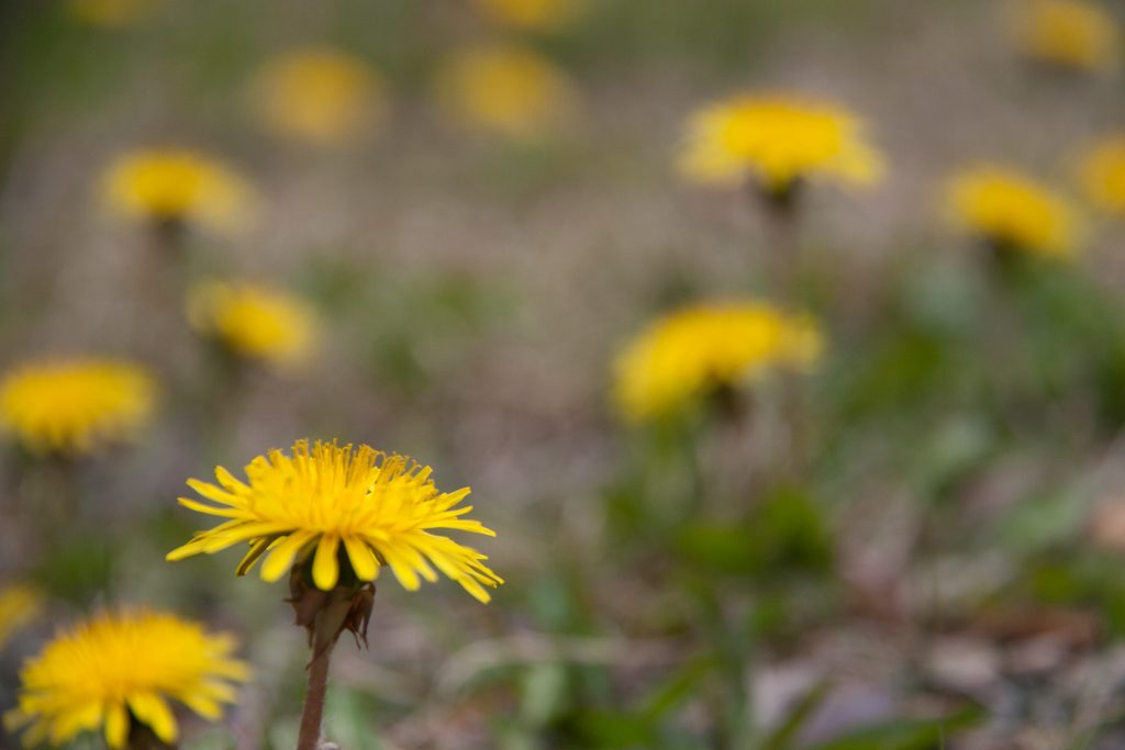 dandelion