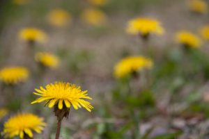 dandelion