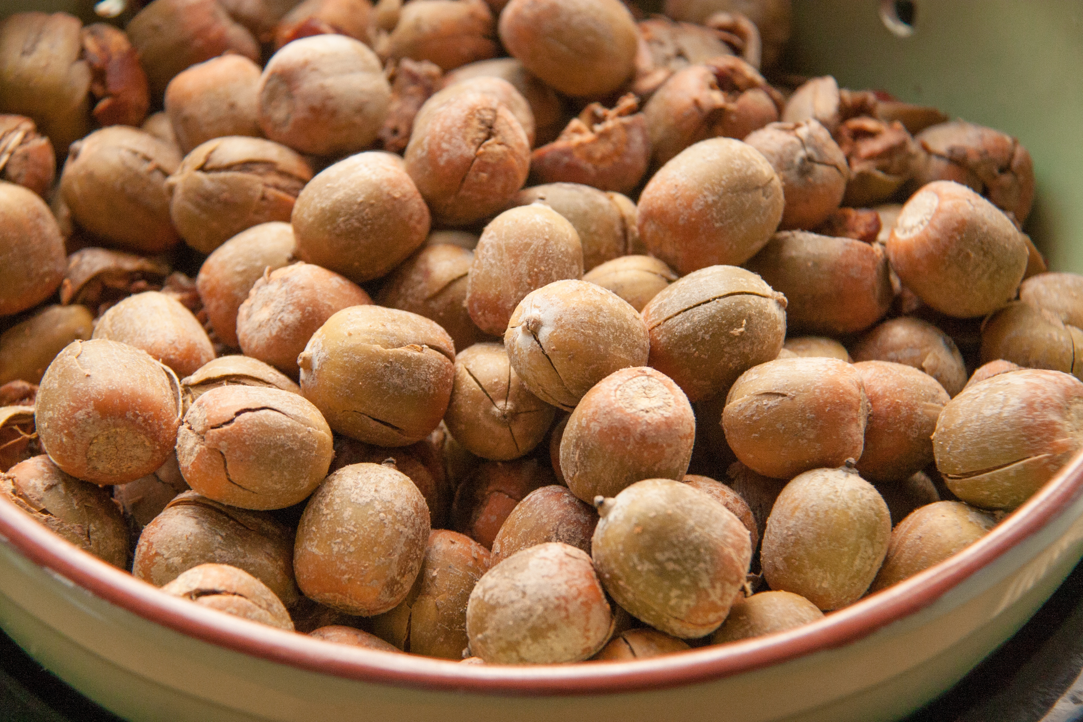 Processing Acorns: The Test of a True Forager