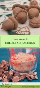 cold leaching acorns