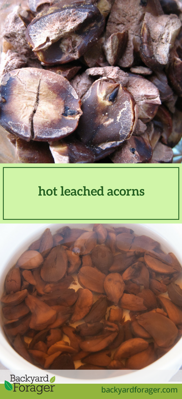 hot leached acorns