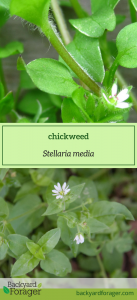 chickweed