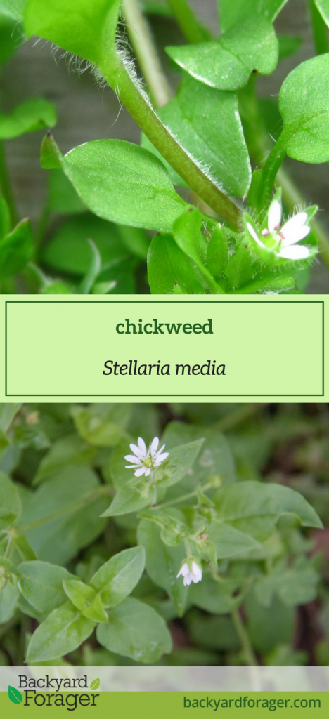 chickweed