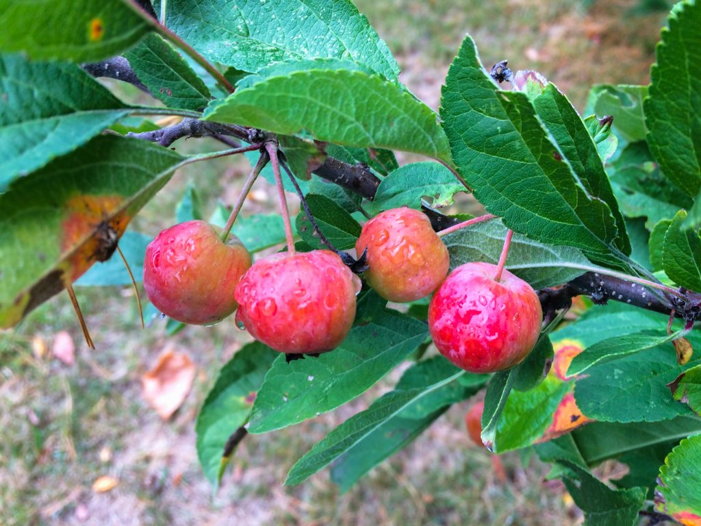 crabapples