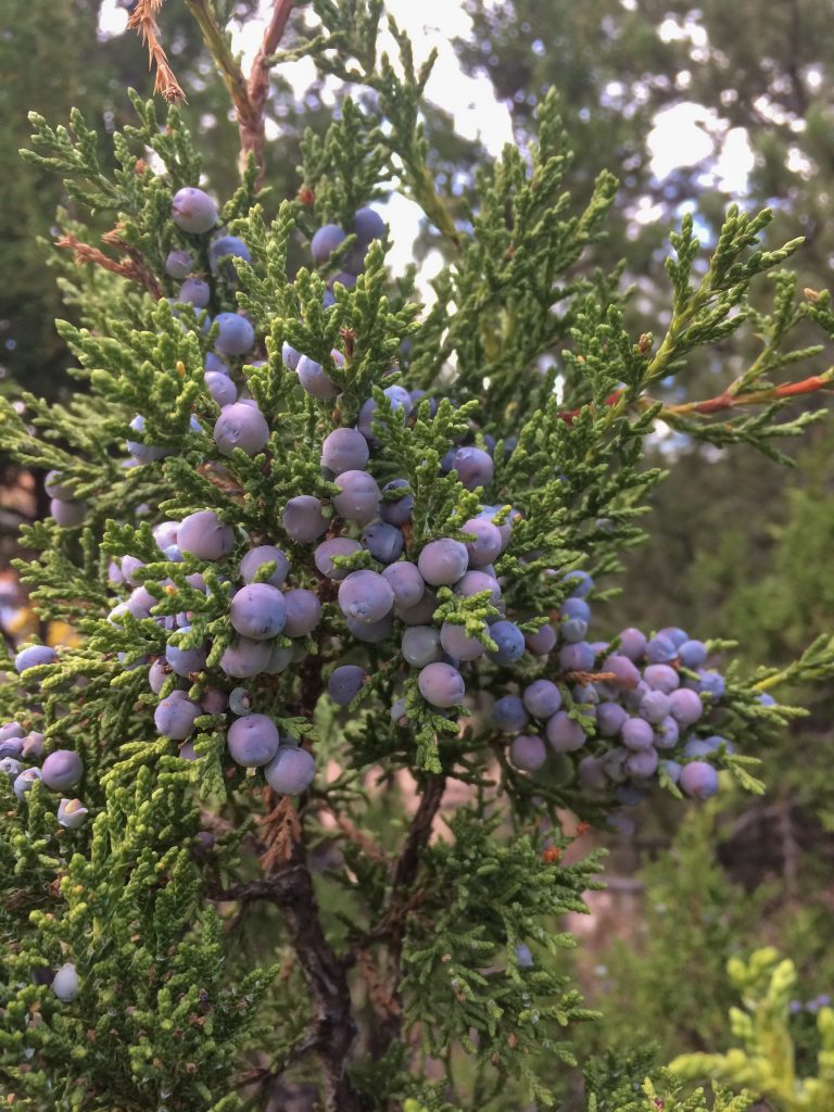 All About Juniper Berries: a Very Tasty Spice - Backyard Forager