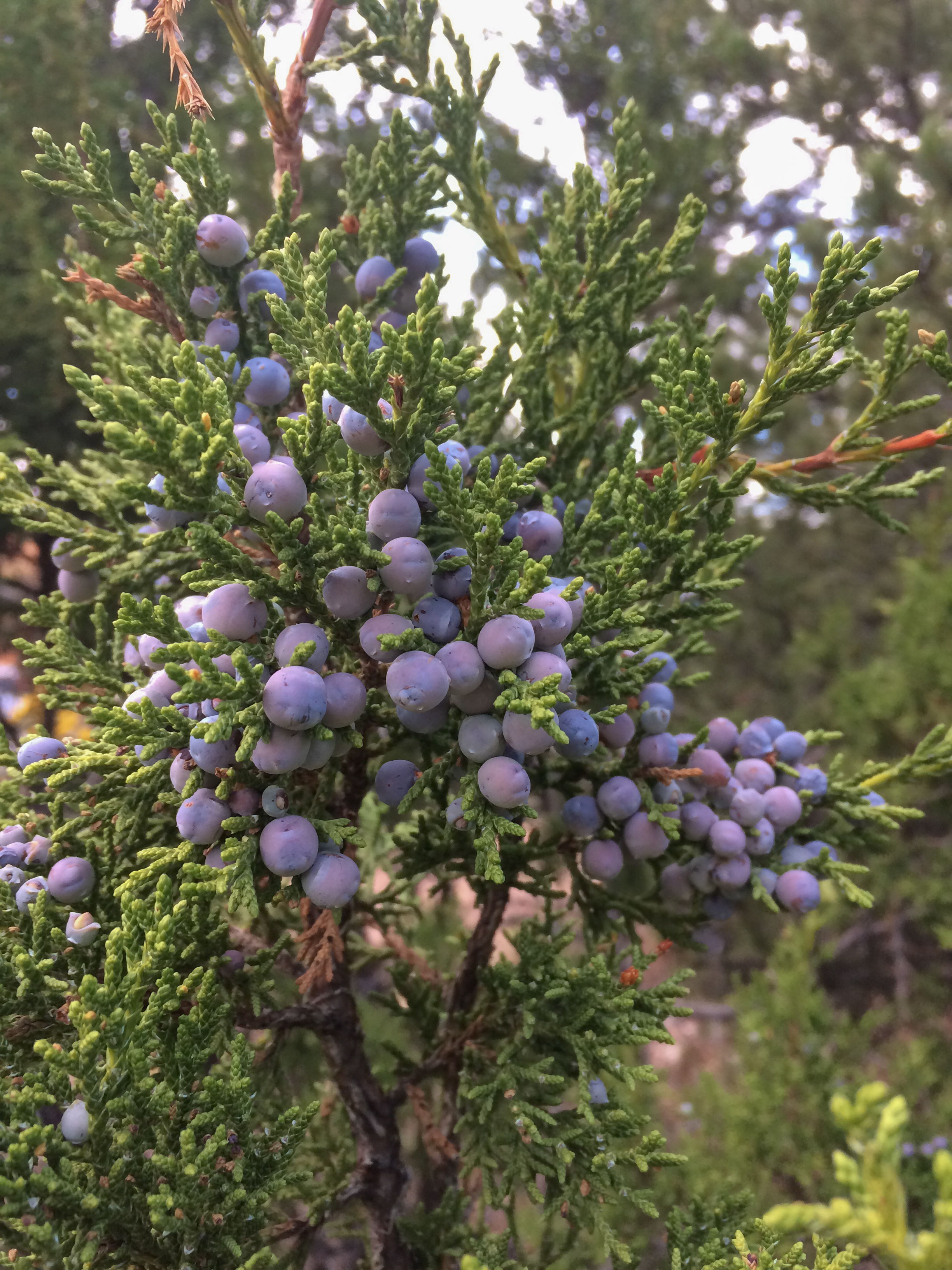 All About Juniper Berries: a Very Tasty Spice