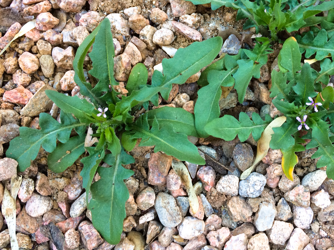 Musk Mustard: Chorispora tenella - Backyard Forager