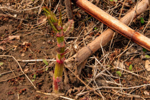 young Japanese knotweed