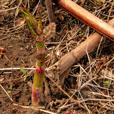 All About Japanese Knotweed