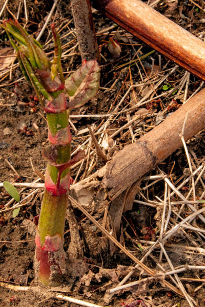 young Japanese knotweed