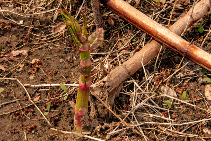 young Japanese knotweed