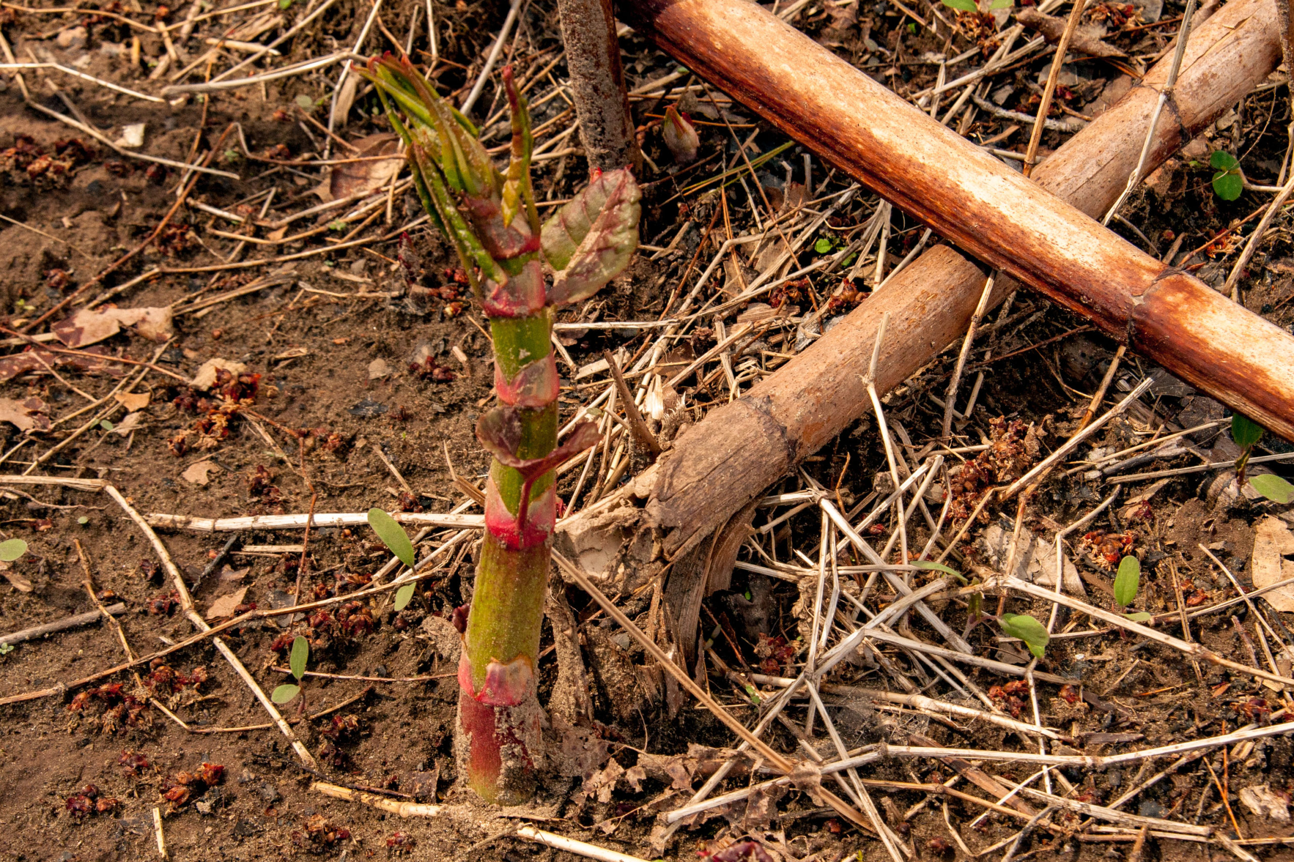 All About Japanese Knotweed Backyard Forager