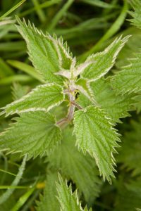 stinging nettles