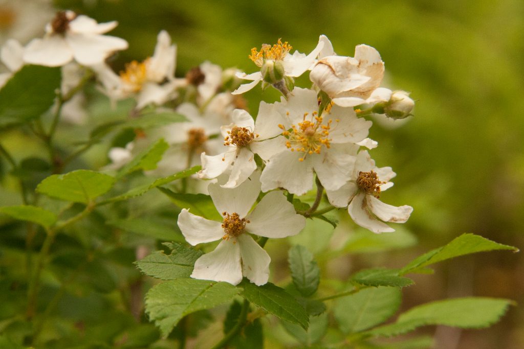 multiflora rose plants