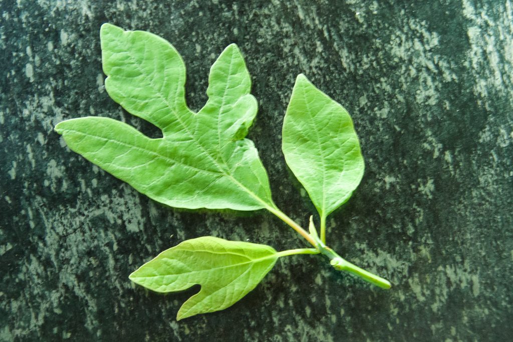 note the three shapes of sassafras leaves.