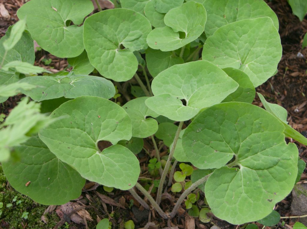 Asarum Canadense