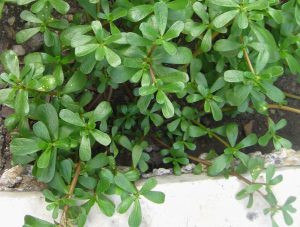 edible purslane