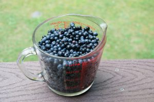 wild blueberries taste like summer