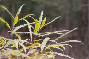 sweet fern