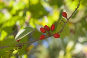 spicebush berries