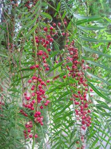 pink peppercorns