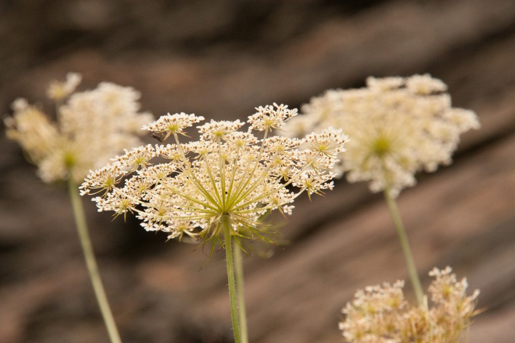 Learn how to identify Queen Anne's Lace, then play with it in the kitchen.