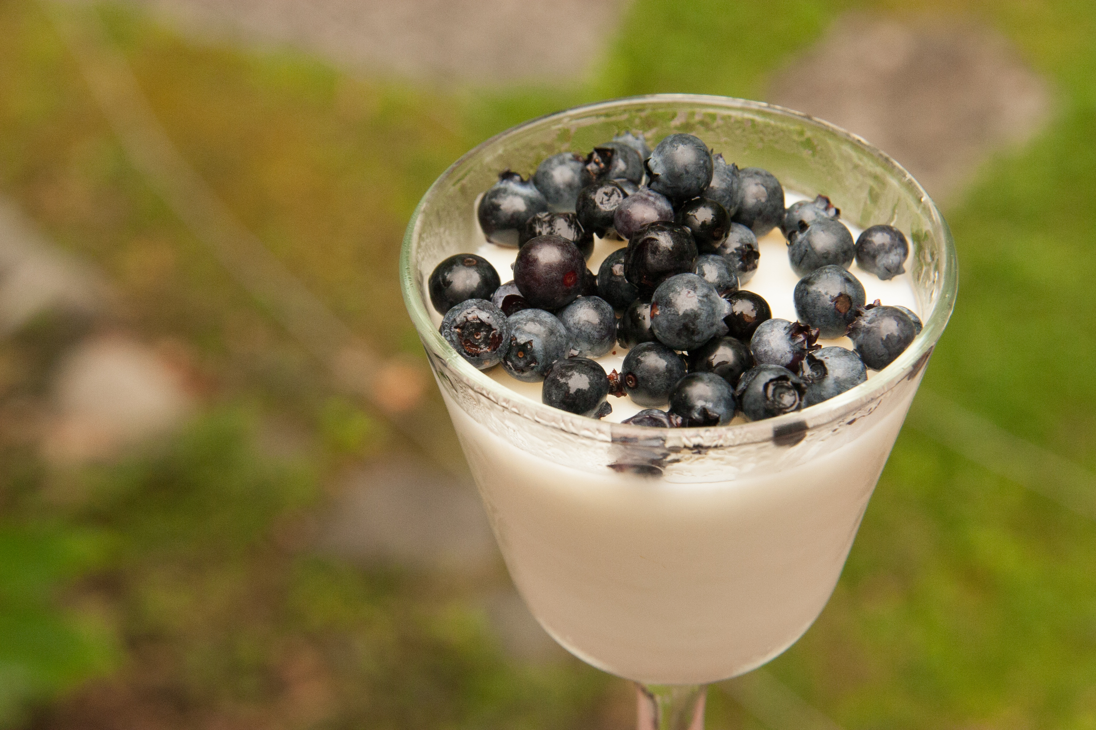 Melilot Blancmange Recipe (with fresh blueberries!)