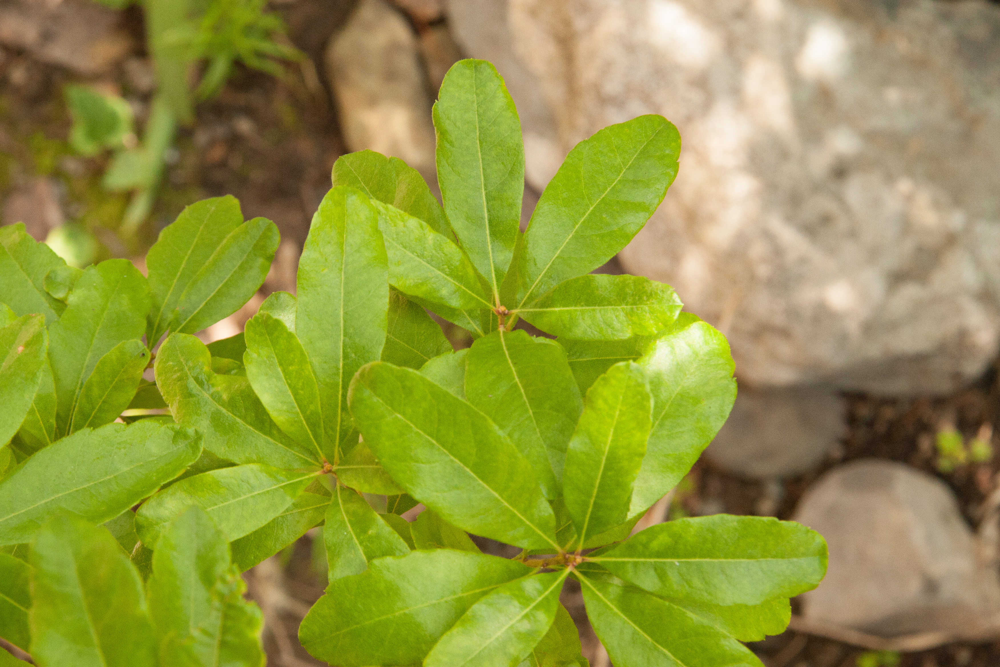 Pennsylvania Bay Leaf, aka Myrica pensylvanica, aka Northern bayberry