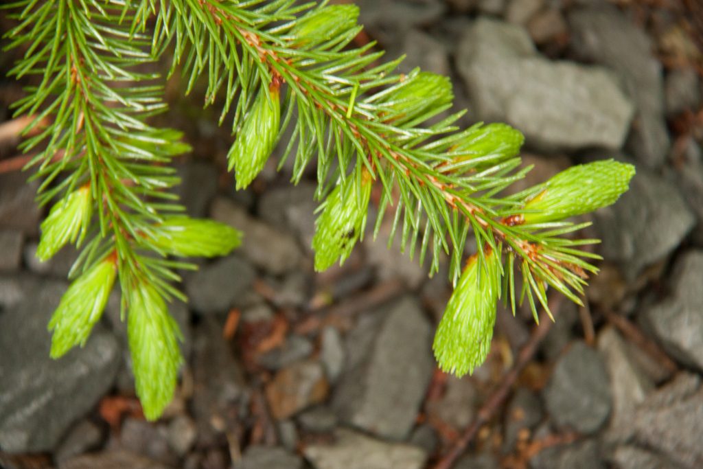young, unopened spruce tips