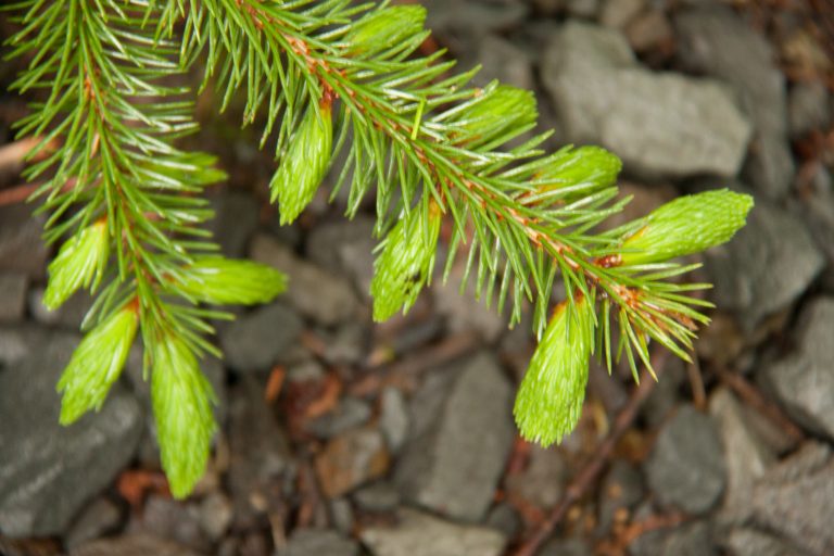 Spruce Tips A Tasty Spring Treat Backyard Forager 7928