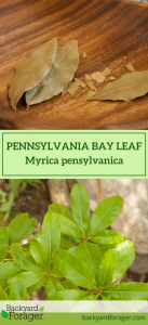 Pennsylvania bay leaf