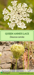 how to identify Queen Anne's Lace